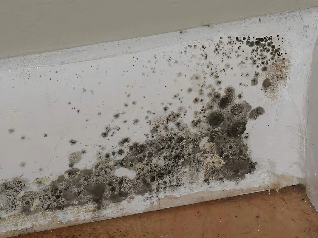 Stachybotrys (Black Mold)